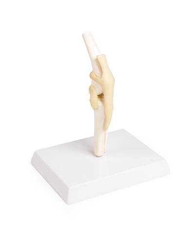 Modello di articolazione del ginocchio del cane Erler Zimmer VET1050