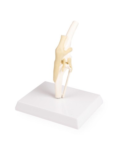 Modello di articolazione del ginocchio del cane Erler Zimmer VET1050