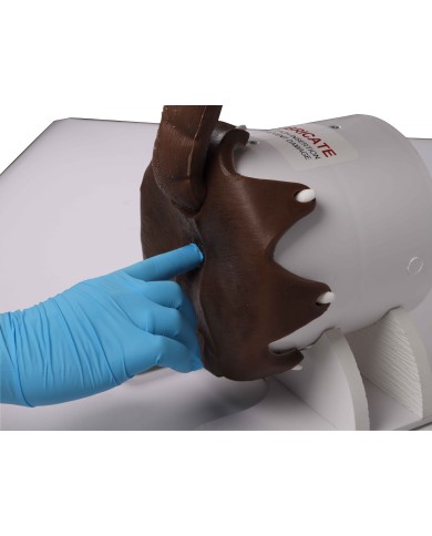 Simulatore per esame rettale del cane Erler Zimmer VET4650