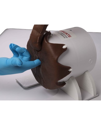 Simulatore per esame rettale del cane Erler Zimmer VET4650