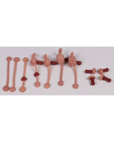 Simulatore per esame rettale del cane Erler Zimmer VET4650