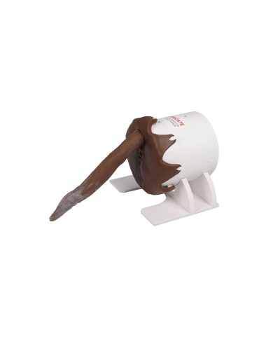 Simulatore per esame rettale del cane Erler Zimmer VET4650