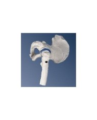 3B Scientific, modello anatomico di mini articolazione dell’anca, senza base A84