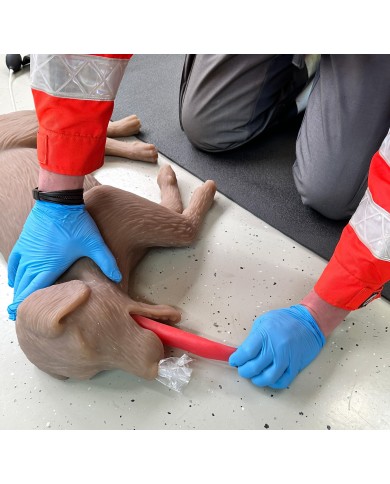 Simulatore di cane per addestramento CPR CooPeR Erler Zimmer 4660
