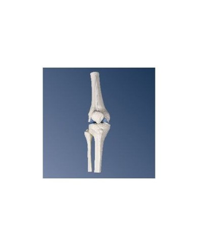 3B Scientific, modello anatomico di mini articolazione del ginocchio, senza base A85