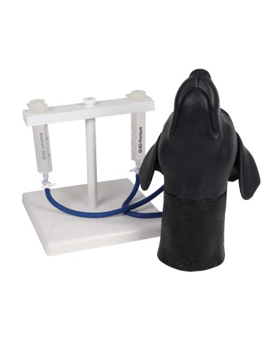 Simulatore di testa di cane per iniezione venosa cervicale Erler Zimmer VET