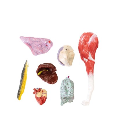 Modello di Cane Pastore Tedesco in scala 2 3 scomponibile in 11 parti EZ 