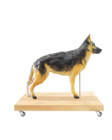 Modello di Cane Pastore Tedesco in scala 2 3 scomponibile in 11 parti EZ 