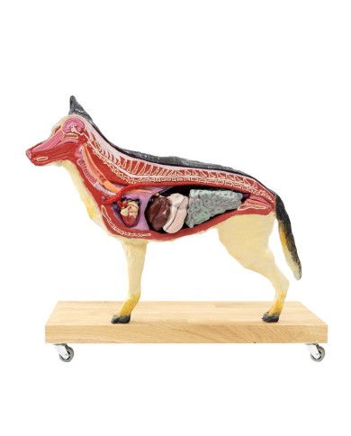 Modello di Cane Pastore Tedesco in scala 2 3 scomponibile in 11 parti EZ 