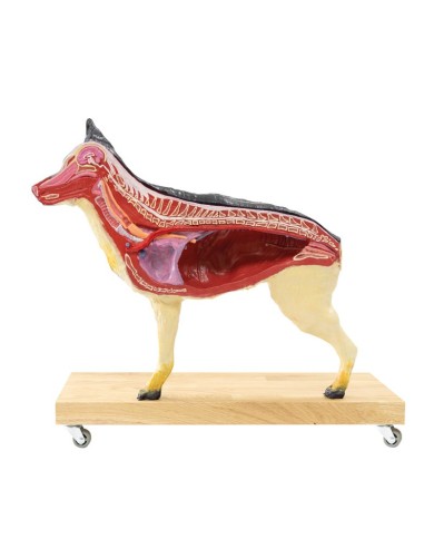 Modello di Cane Pastore Tedesco in scala 2 3 scomponibile in 11 parti EZ 