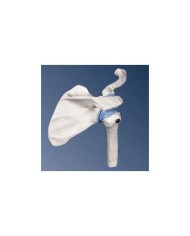 3B Scientific, modello anatomico di mini articolazione della spalla, senza base A86