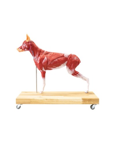 Modello di Cane Pastore Tedesco in scala 2 3 scomponibile in 11 parti EZ 