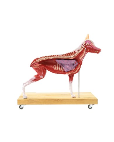 Modello di Cane Pastore Tedesco in scala 2 3 scomponibile in 11 parti EZ 