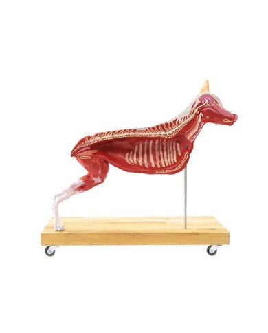 Modello di Cane Pastore Tedesco in scala 2 3 scomponibile in 11 parti EZ 