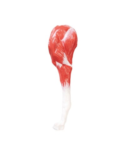 Modello di Cane Pastore Tedesco in scala 2 3 scomponibile in 11 parti EZ 