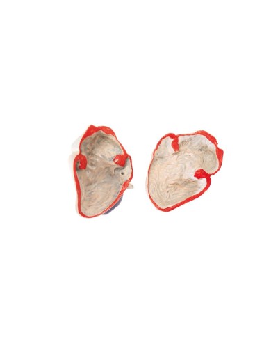 Modello di Cane Pastore Tedesco in scala 2 3 scomponibile in 11 parti EZ 