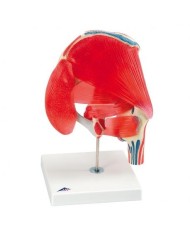 3B Scientific, articolazione dell'anca, scomponibile in 7 pezzi A881