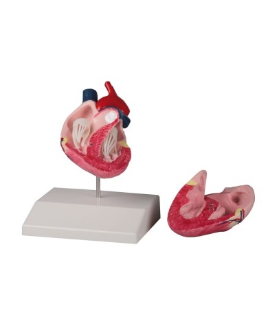 Cuore di cane a dimensione naturale Erler Zimmer VET1250