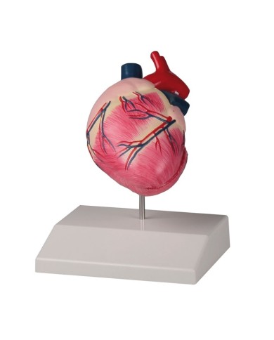 Cuore di cane a dimensione naturale Erler Zimmer VET1250