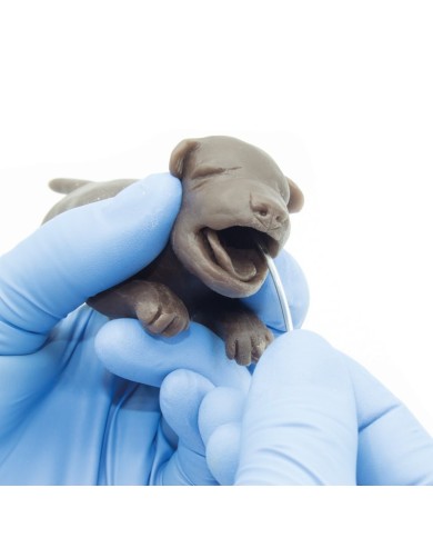 Simulatore di Cane per addestramento ginecologico Erler Zimmer VET5000