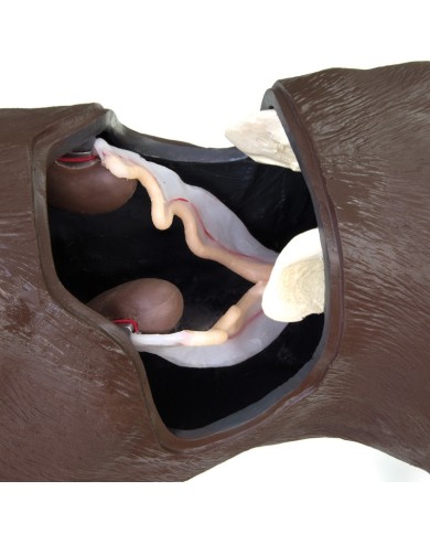 Simulatore di Cane per addestramento ginecologico Erler Zimmer VET5000