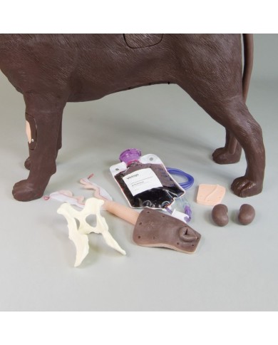 Simulatore di Cane per addestramento ginecologico Erler Zimmer VET5000