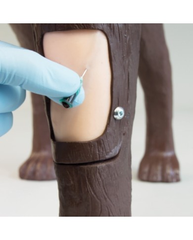 Simulatore di Cane per addestramento ginecologico Erler Zimmer VET5000