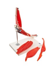 3B Scientific, Articolazione del gomito, scomponibile in 8 parti A883