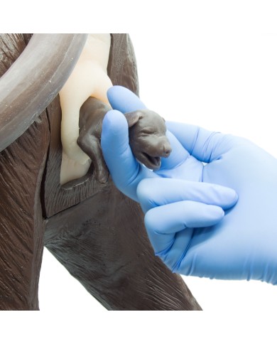 Modulo nascita per Simulatore di Cane per addestramento ginecologico Erler 