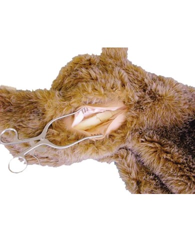 Modulo di Frattura femorale per Manichino di Cane per addestramento CPR Jer