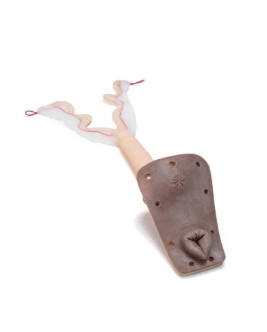 Utero per Simulatore di Cane per addestramento ginecologico Erler Zimmer VE