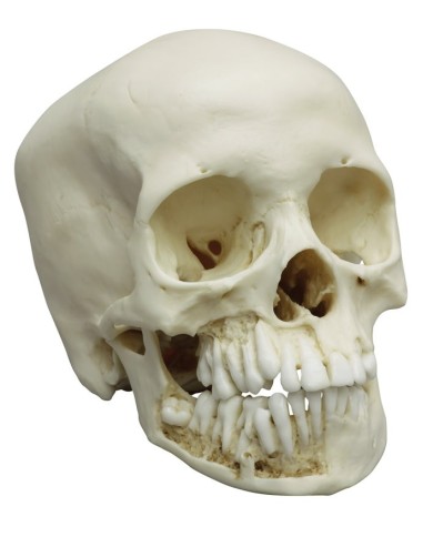 Modello anatomico di cranio di bambino di 12 anni Erler Zimmer 4725 Modello anatomico di cranio di bambino di 12 anni Erler Zimmer 4725