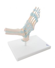 3B Scientific, modello di scheletro del piede, con legamenti M34