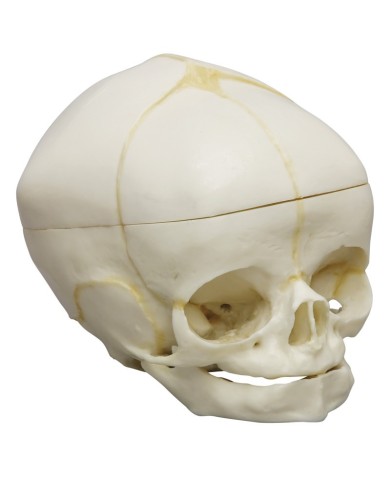 Cranio di feto di 40 settimane con calotta cranica removibile Erler Zimmer  Cranio di feto di 40 settimane con calotta cranica removibile Erler Zimmer