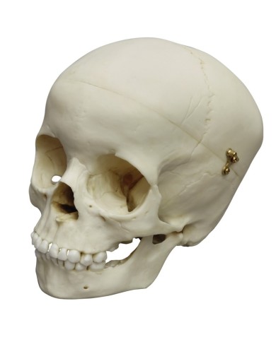 Cranio di bambino di 5 anni Erler Zimmer 4730 Cranio di bambino di 5 anni Erler Zimmer 4730