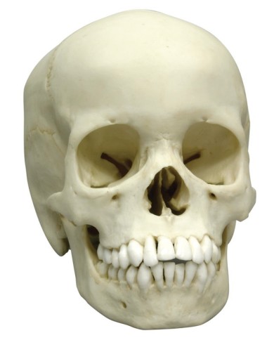 Cranio di bambino di 13 anni Erler Zimmer 4739 Cranio di bambino di 13 anni Erler Zimmer 4739