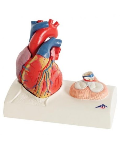 3B Scientific, modello anatomico di cuore, scomponibile in 5 parti, G01 3B Scientific, modello anatomico di cuore, scomponibile in 5 parti, G01
