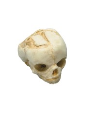 Kit completo Collezione di crani di feto da 13 settimane a 40 settimane Erl