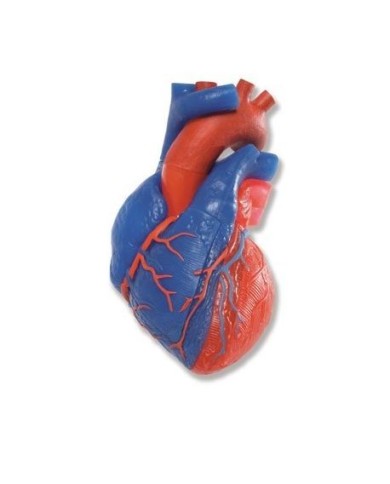 Modello anatomico di cuore, scomponibile in 5 parti, 3B Scientific G01/1 Modello anatomico di cuore, scomponibile in 5 parti, 3B Scientific G01/1