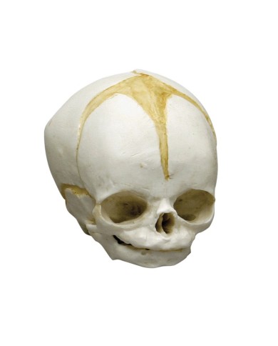 Kit completo Collezione di crani di feto da 13 settimane a 40 settimane Erl