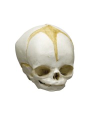 Kit completo Collezione di crani di feto da 13 settimane a 40 settimane Erl