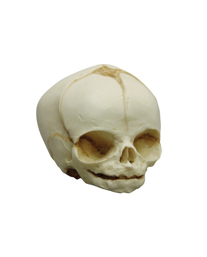 Kit completo Collezione di crani di feto da 13 settimane a 40 settimane Erl