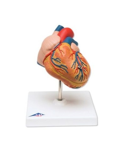 3B Scientific, cuore, modello classico con ipertrofia ventricolare sinistra, in 2 parti G04 3B Scientific, cuore, modello classico con ipertrofia ventricolare sinistra, in 2 parti G04