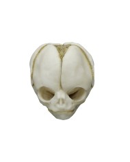 Kit completo Collezione di crani di feto da 13 settimane a 40 settimane Erl