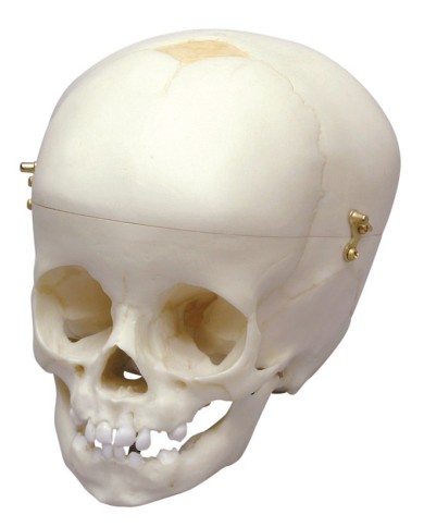 Cranio di bambino di 12 mesi Erler Zimmer 4770 Cranio di bambino di 12 mesi Erler Zimmer 4770