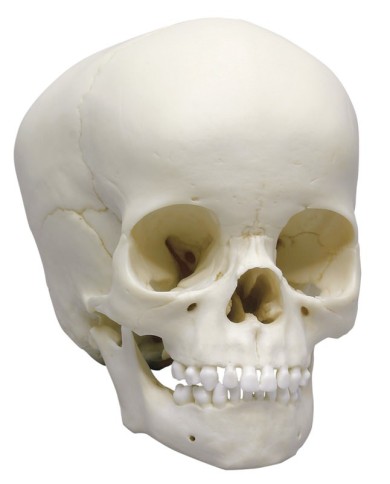 Cranio di bambino di 4 anni Erler Zimmer 4774 Cranio di bambino di 4 anni Erler Zimmer 4774