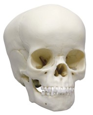 Cranio di bambino di 4 anni Erler Zimmer 4774