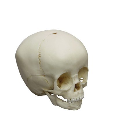 Cranio di bambino di 1 anno e mezzo Erler Zimmer 4775 Cranio di bambino di 1 anno e mezzo Erler Zimmer 4775