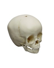 Cranio di bambino di 1 anno e mezzo Erler Zimmer 4775