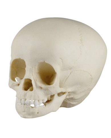 Cranio di bambino di 1 anno e mezzo Erler Zimmer 4775 Cranio di bambino di 1 anno e mezzo Erler Zimmer 4775